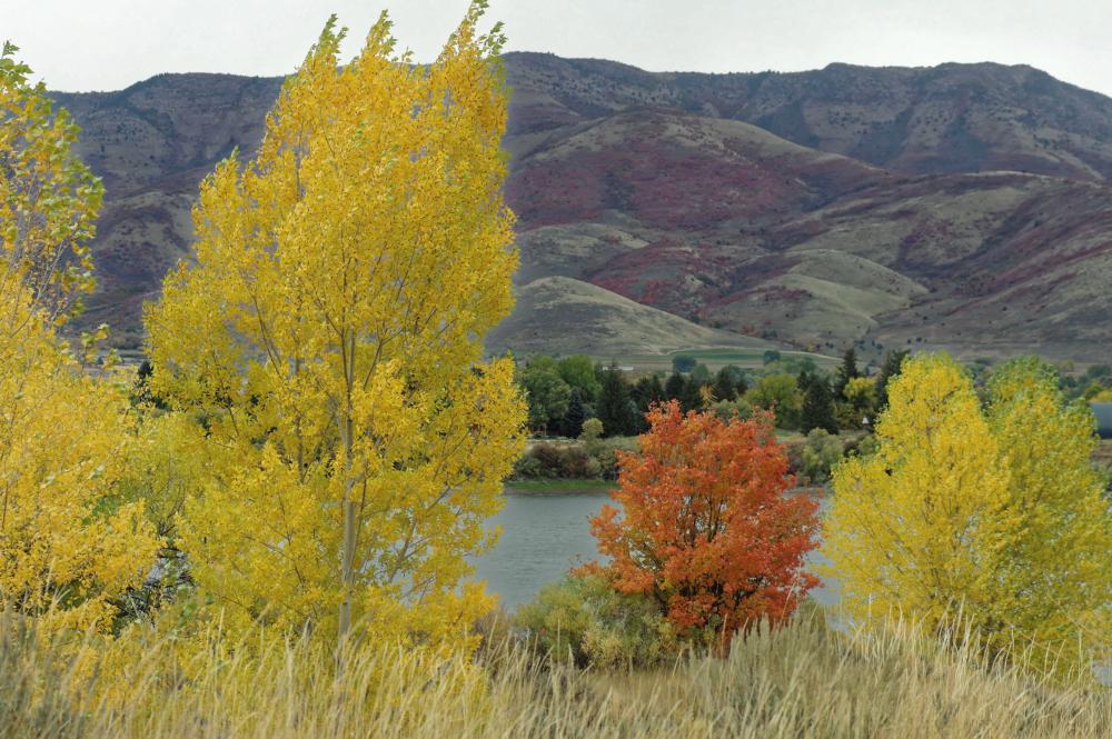 Photo of Quaking Aspen (Populus tremuloides) uploaded by dirtdorphins