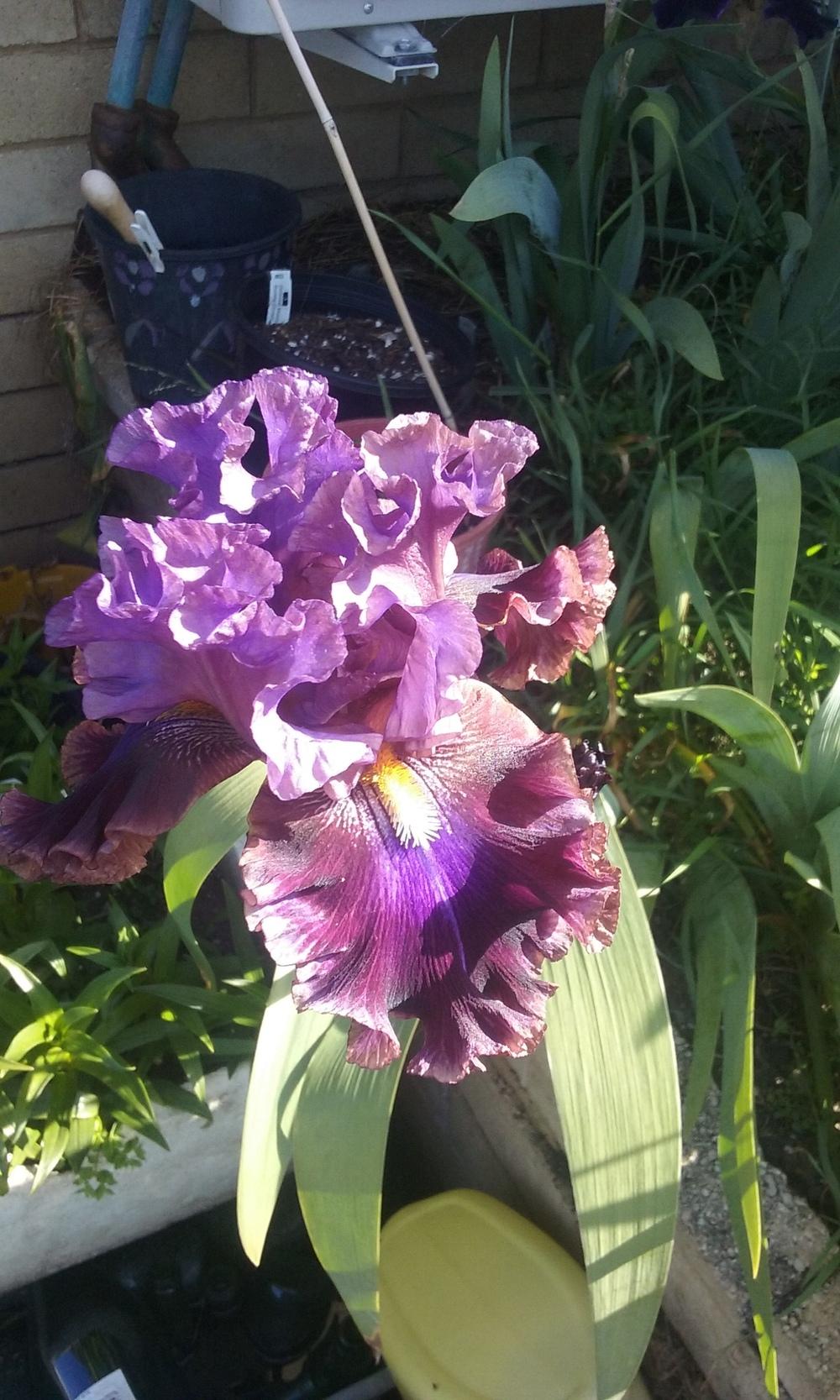 Photo of Tall Bearded Iris (Iris 'Electric Candy') uploaded by gwhizz
