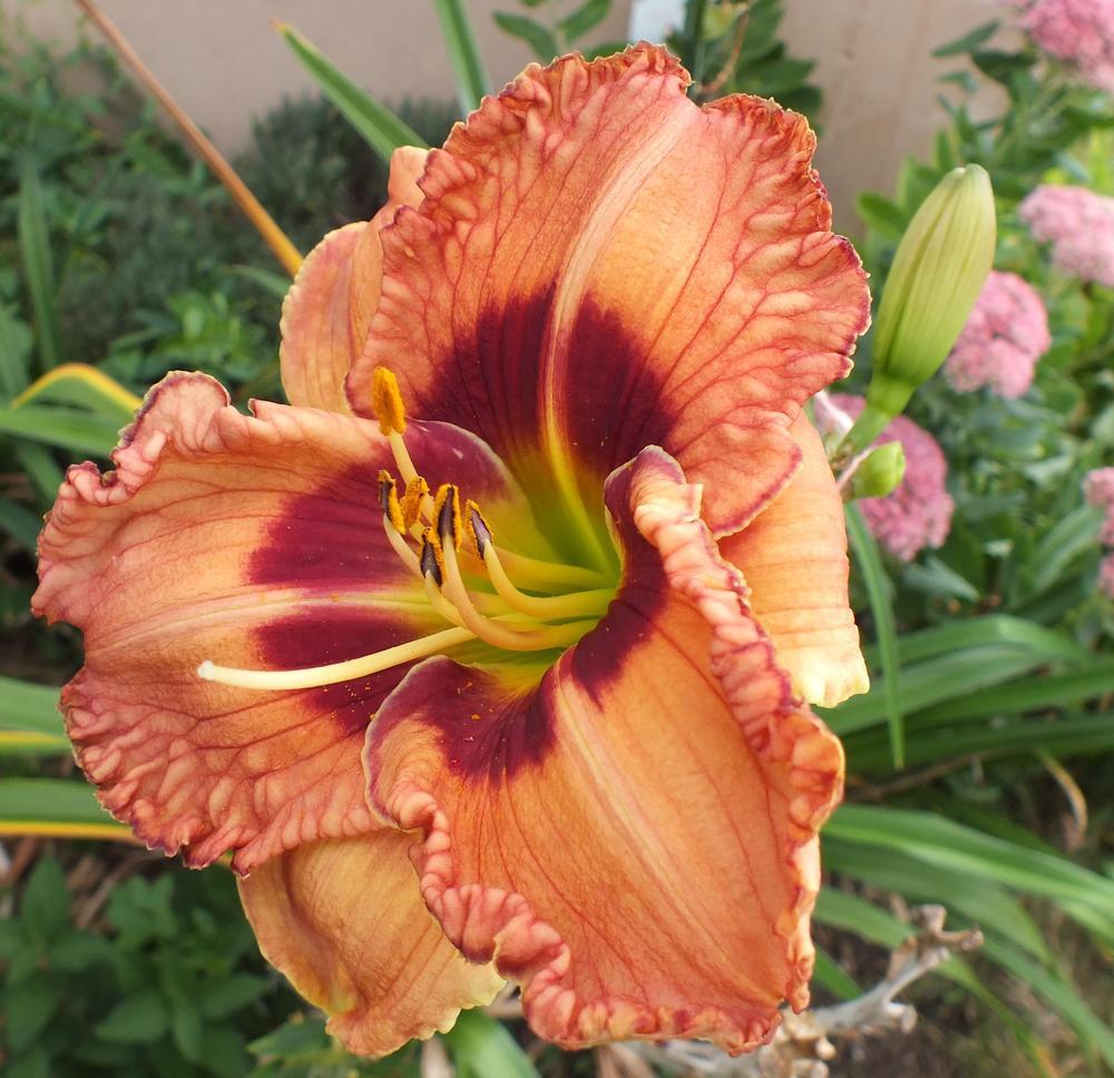 Photo of Daylily (Hemerocallis 'Rieser First and Last') uploaded by ladymary5