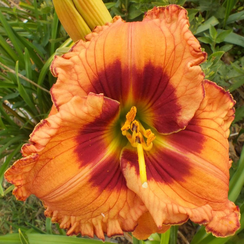Photo of Daylily (Hemerocallis 'Rieser First and Last') uploaded by ladymary5