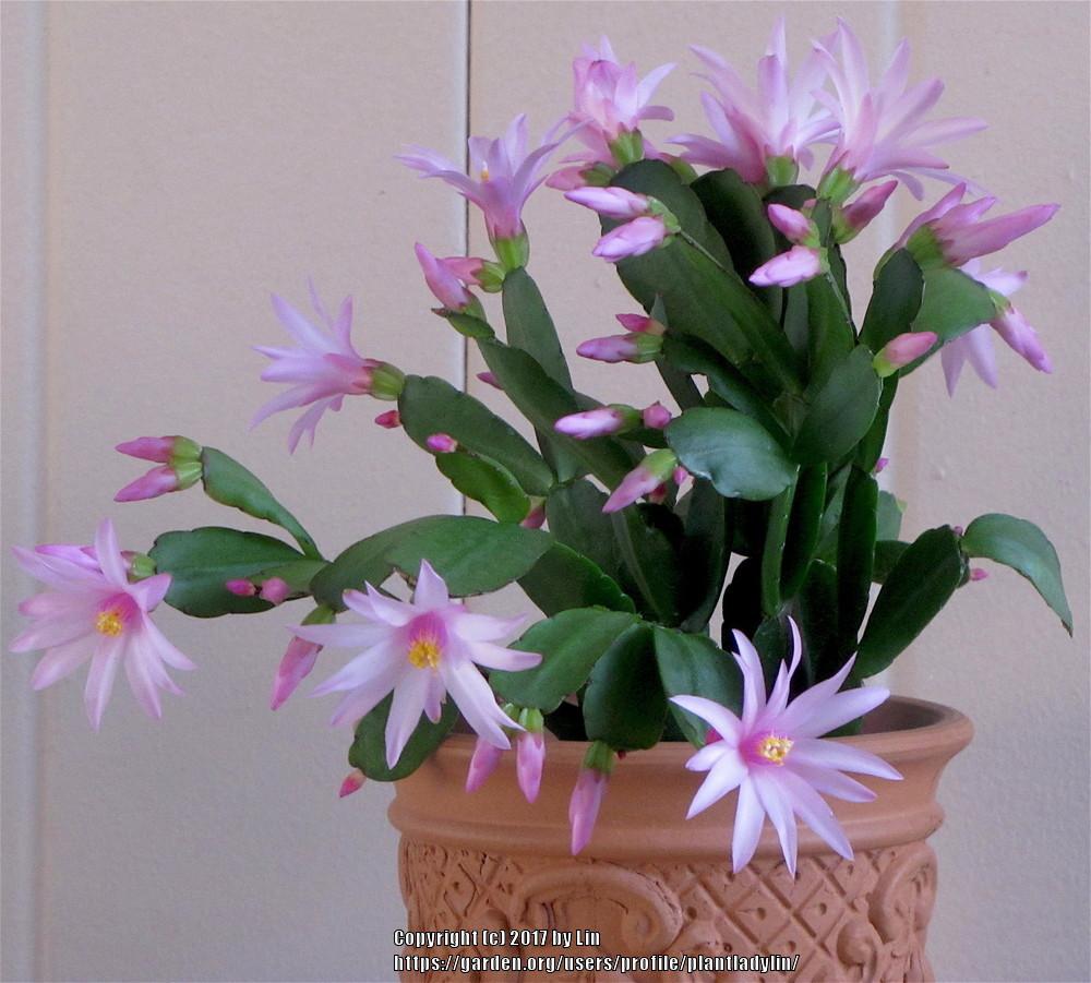 Photo of Easter Cactus (Hatiora) uploaded by plantladylin