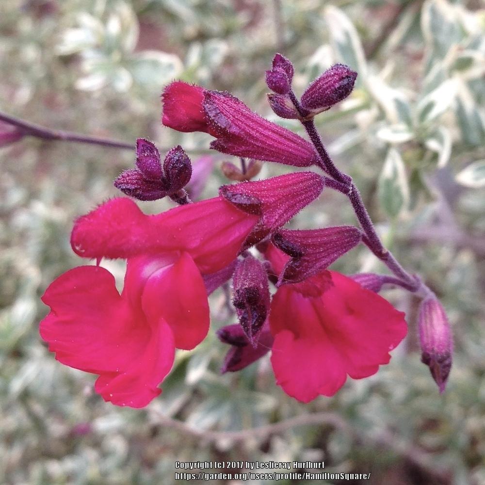 Photo of Autumn Sage (Salvia greggii Desert Blaze™) uploaded by HamiltonSquare