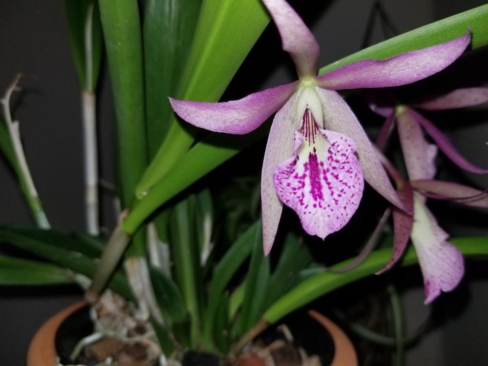 Photo of Orchid (Brassanthe Maikai 'Mayumi') uploaded by JamesAcclaims
