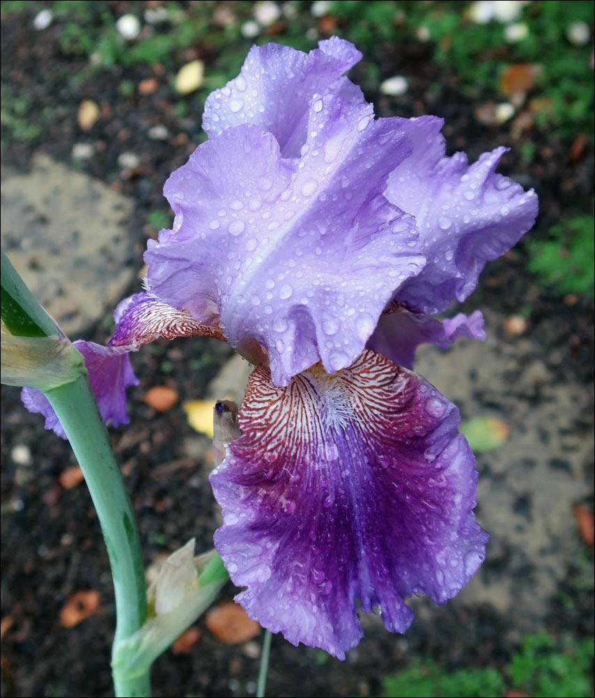 Photo of Tall Bearded Iris (Iris 'Grape Echo') uploaded by Polymerous