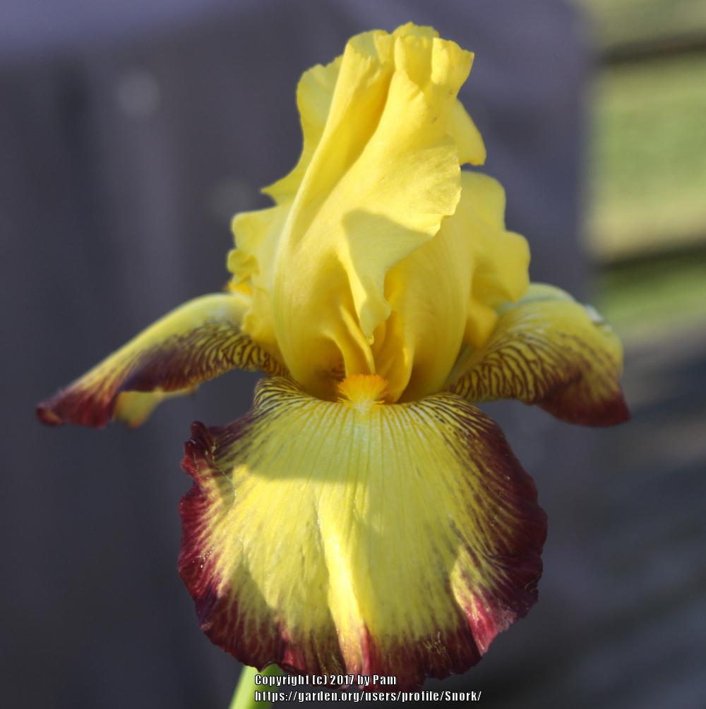 Photo of Tall Bearded Iris (Iris 'Chocolate Halo') uploaded by Snork