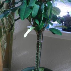 Location: Washington indoors
Date: March 2013
Really cool plant with lots of offspring