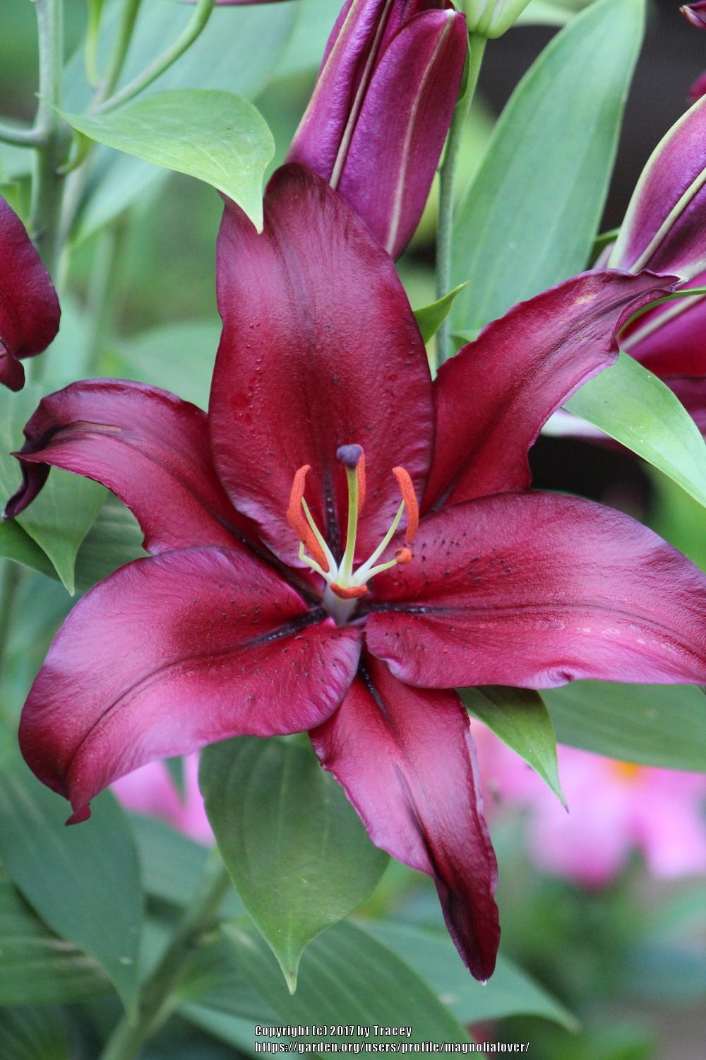 Photo of Lily (Lilium 'Firebolt') uploaded by magnolialover