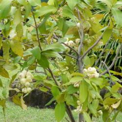 Location: Sumatera Indonesia
Date: 2017-11-11
white type fruit