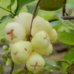 Location: Sumatera Indonesia
Date: 2017-11-11
white type fruit