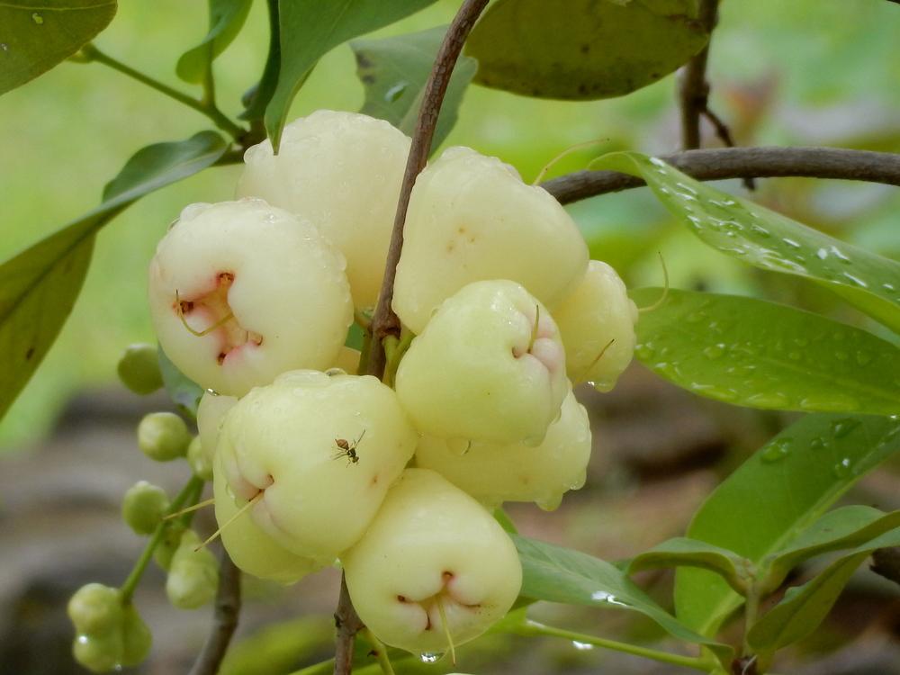 Photo of Java Apple (Syzygium samarangense) uploaded by tofitropic