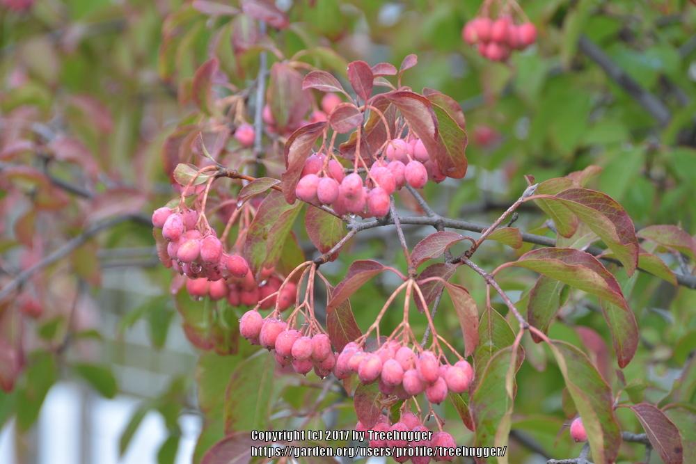 Photo of Blackhaw Viburnum (Viburnum prunifolium) uploaded by treehugger