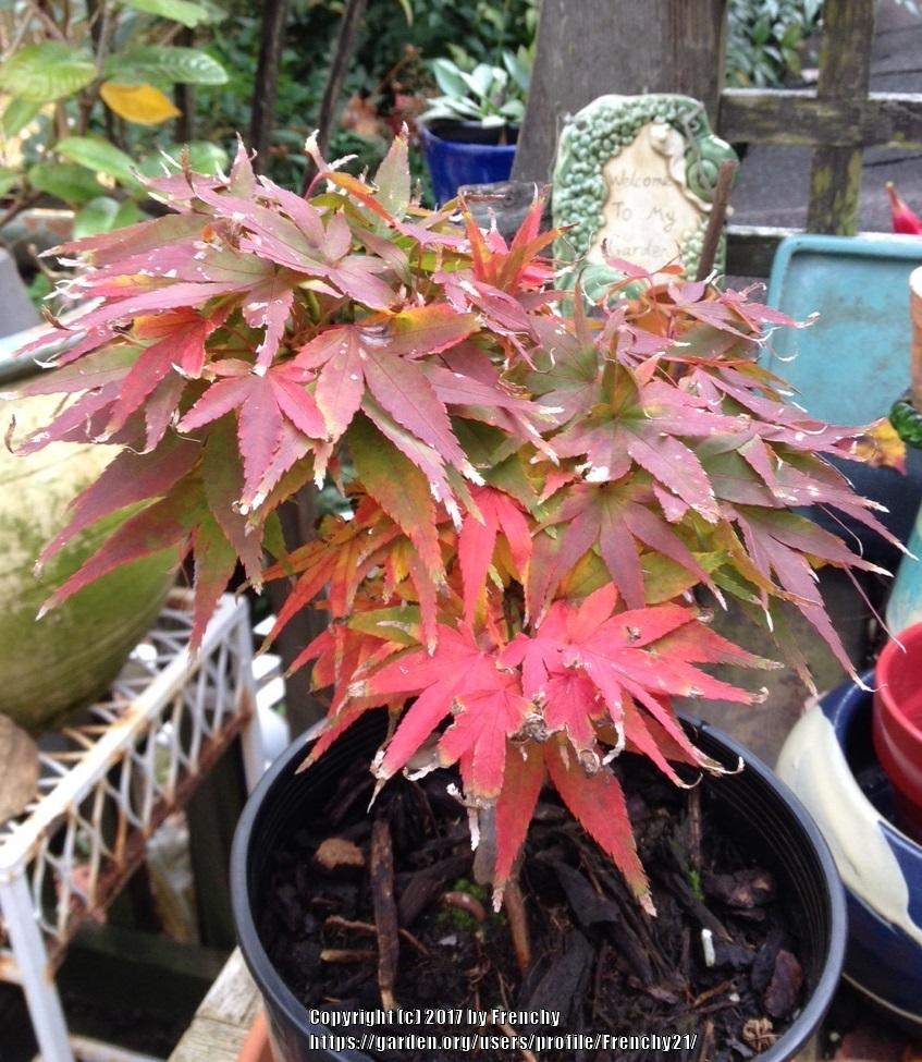 Photo of Japanese Maple (Acer palmatum 'Mikawa Yatsubusa') uploaded by Frenchy21