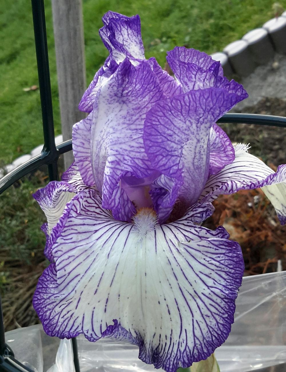 Photo of Tall Bearded Iris (Iris 'Autumn Circus') uploaded by Hajue