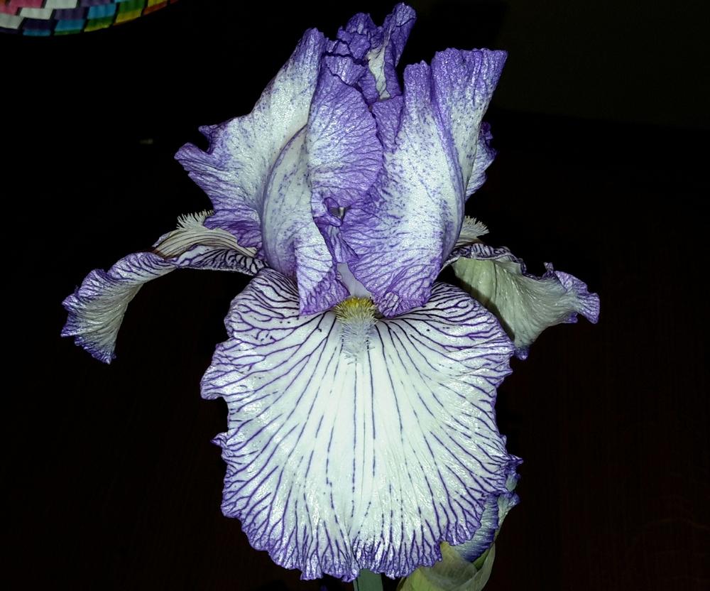Photo of Tall Bearded Iris (Iris 'Autumn Circus') uploaded by Hajue