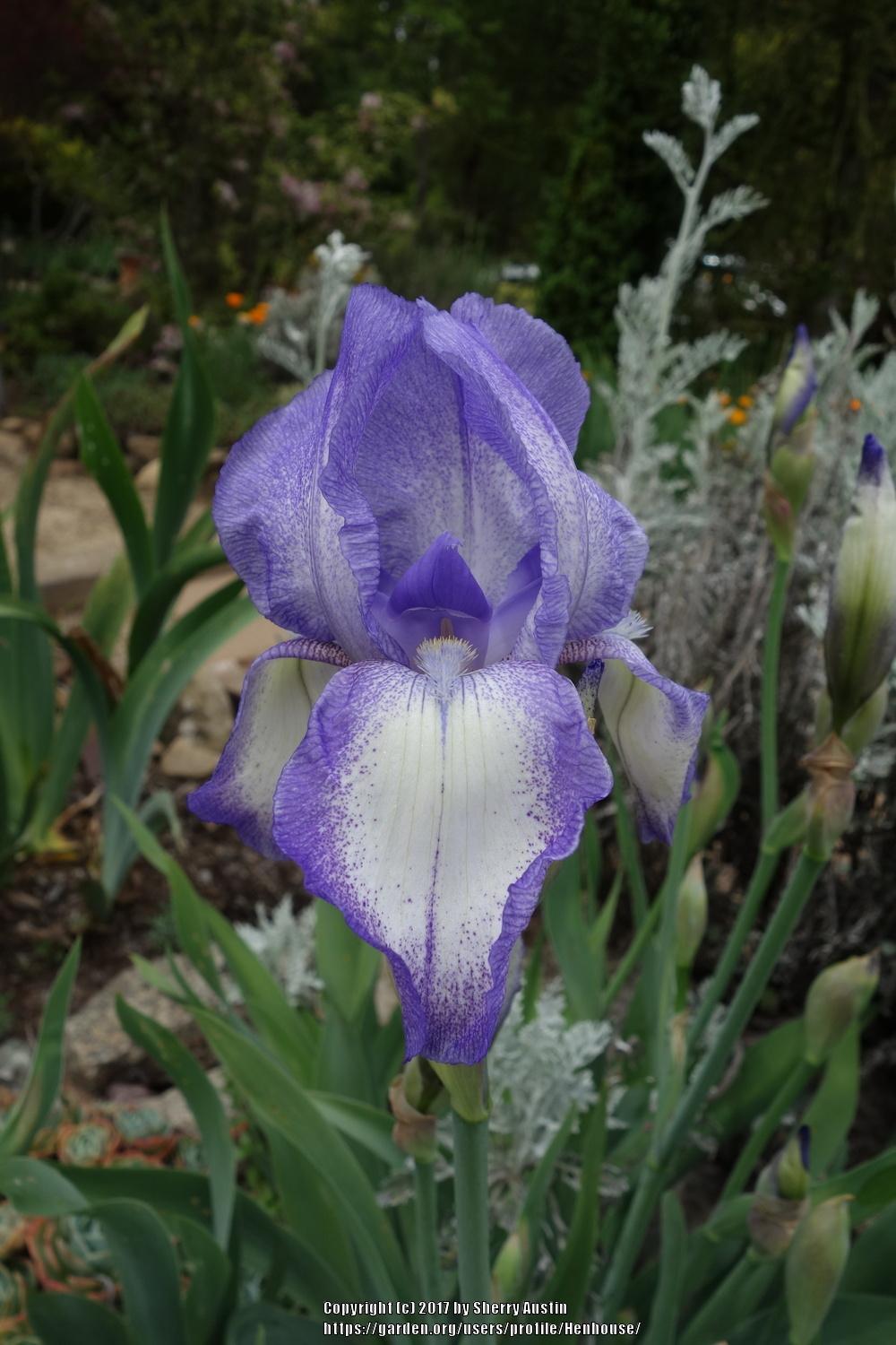 Photo of Tall Bearded Iris (Iris 'Blue Shimmer') uploaded by Henhouse