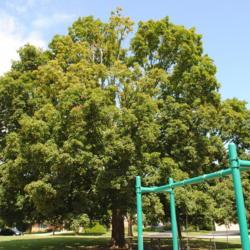 Location: Sunset Park in Glen Ellyn, Illinois
Date: 2010-08-18
full-grown tree planted in park