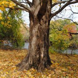 Location: Hibernia County Park in southeast Pennsylvania
Date: 2015-10-31
trunk of a full-grown tree