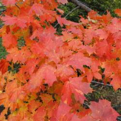 Location: southeast pennsylvania
Date: 2015-10-31
autumn foliage