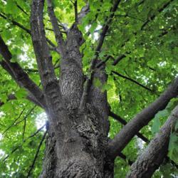 Location: Morton Arboretum in Lisle, Illinois
Date: 2017-08-23
looking up the trunk into the crown