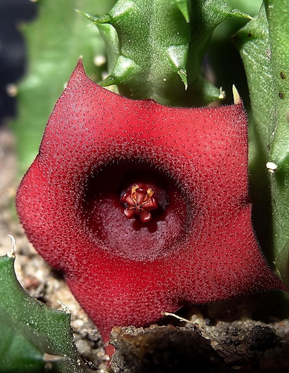 Photo of Huernia (Ceropegia 'Red Dragon Flower') uploaded by Orsola