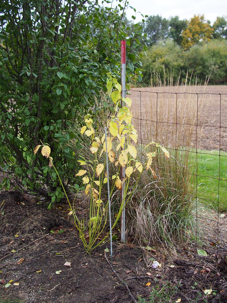 Photo of Yellow Twig Dogwood (Cornus sericea 'Flaviramea') uploaded by frankrichards16