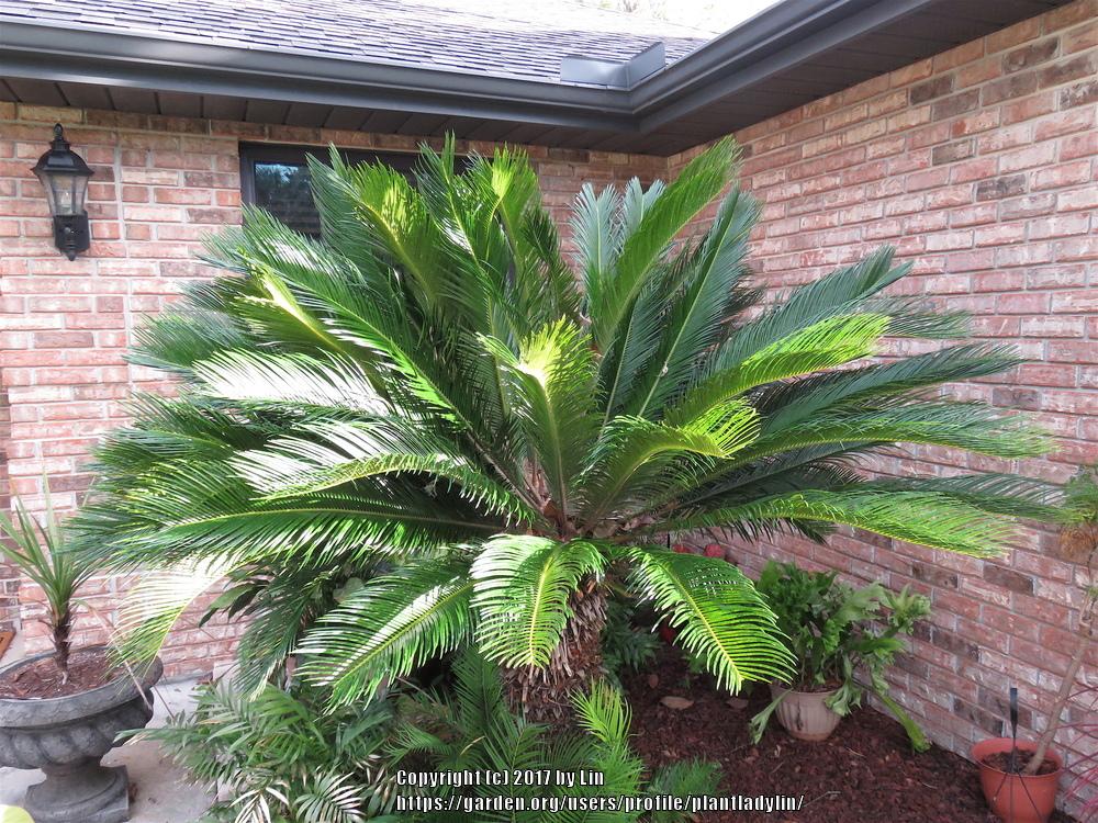 Photo of Sago Palm (Cycas revoluta) uploaded by plantladylin