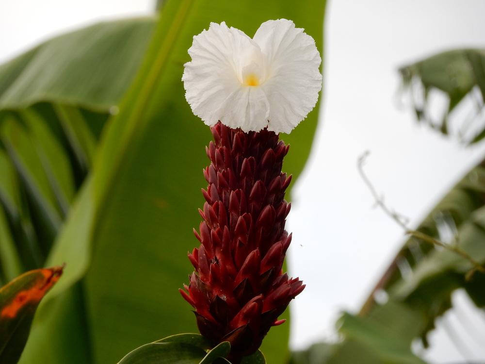 Photo of Crepe Ginger (Hellenia speciosa) uploaded by tofitropic