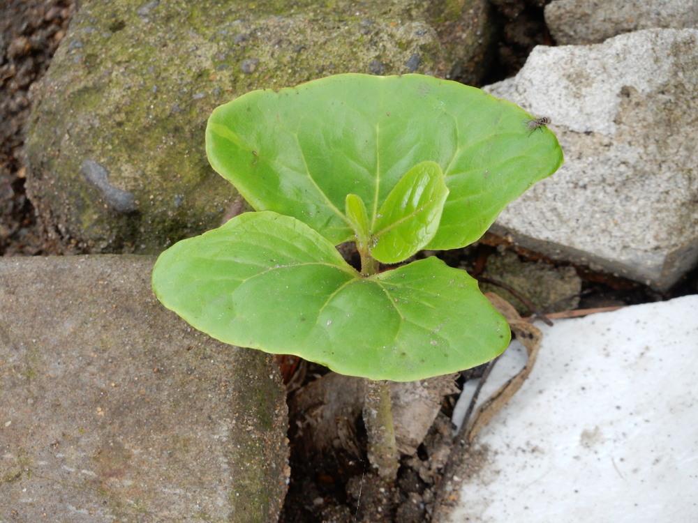 Photo of Sea Almond (Terminalia catappa) uploaded by tofitropic