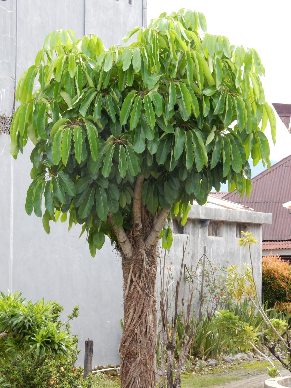 Photo of Umbrella Tree (Heptapleurum actinophyllum) uploaded by tofitropic