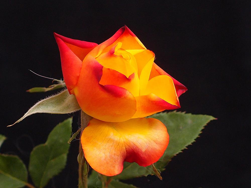 Photo of Rose (Rosa 'Tequila Sunrise') uploaded by BarbandDave