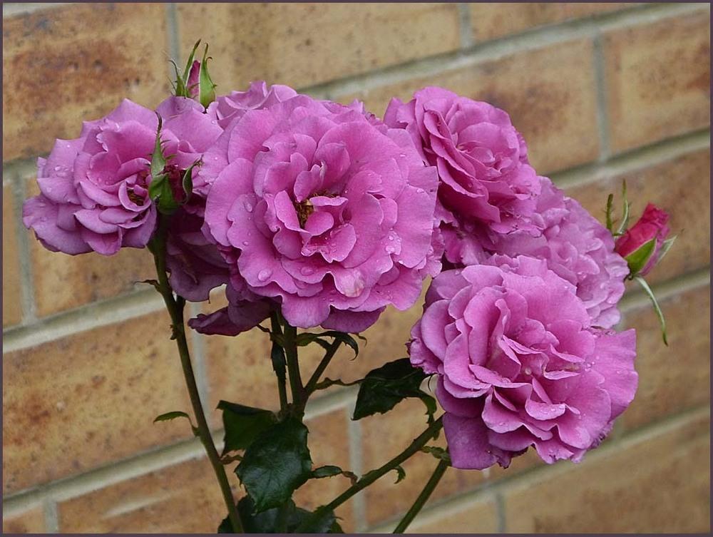 Photo of Floribunda Rose (Rosa 'Shocking Blue') uploaded by BarbandDave