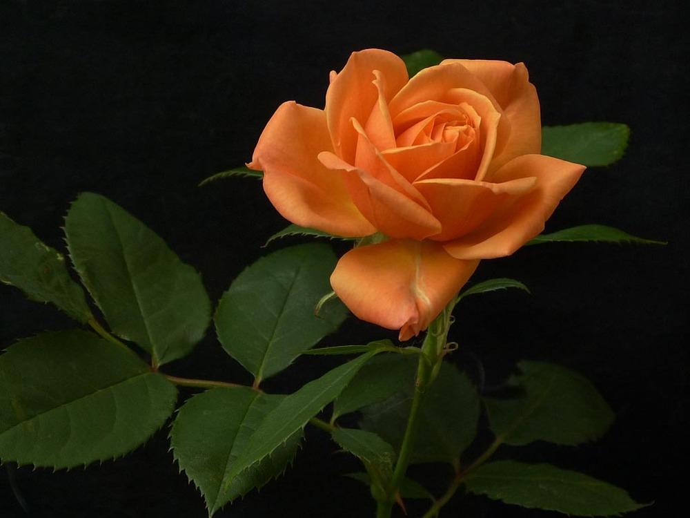 Photo of Rose (Rosa 'Vesper') uploaded by BarbandDave