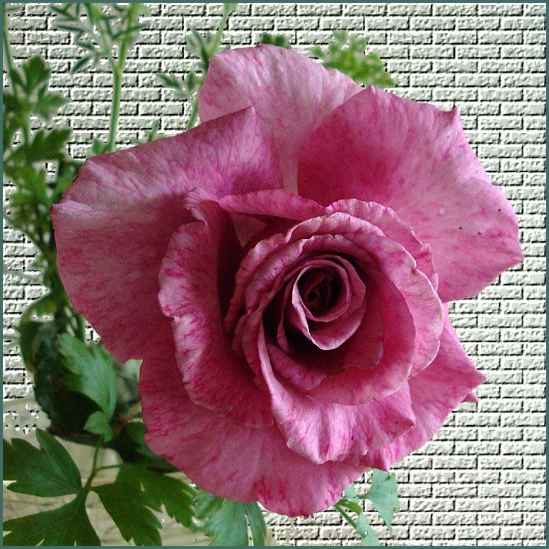 Photo of Floribunda Rose (Rosa 'Shocking Blue') uploaded by BarbandDave