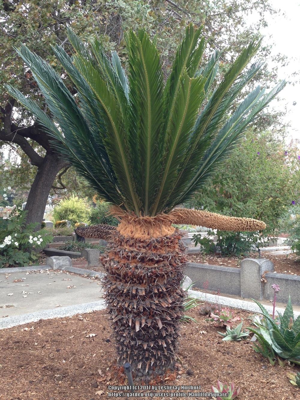 Photo of Sago Palm (Cycas revoluta) uploaded by HamiltonSquare