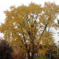Location: southeast pennsylvania
Date: November 2016
full-grown tree in fall color