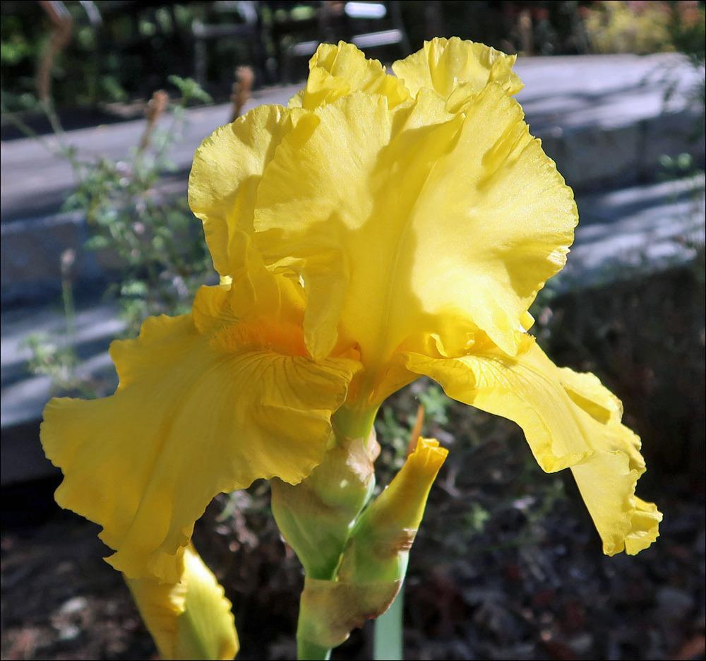 Photo of Tall Bearded Iris (Iris 'Luminosity') uploaded by Polymerous