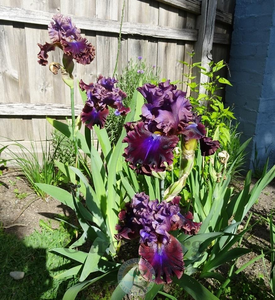 Photo of Tall Bearded Iris (Iris 'Electric Candy') uploaded by Totally_Amazing