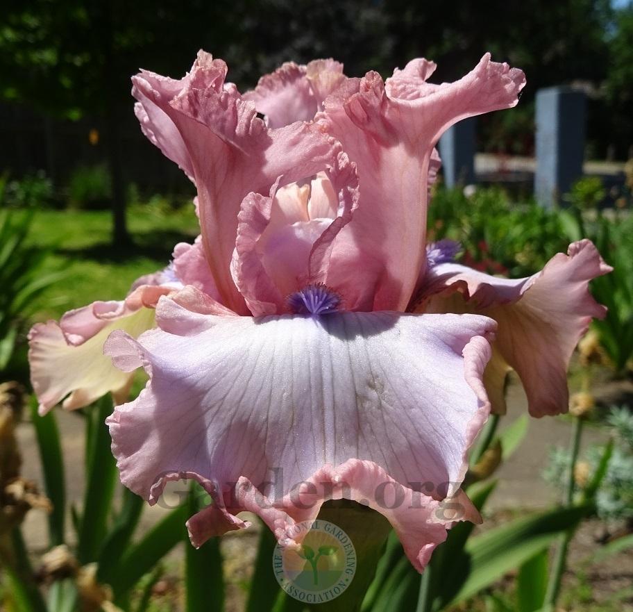 Photo of Tall Bearded Iris (Iris 'Don't Stop Believing') uploaded by Totally_Amazing