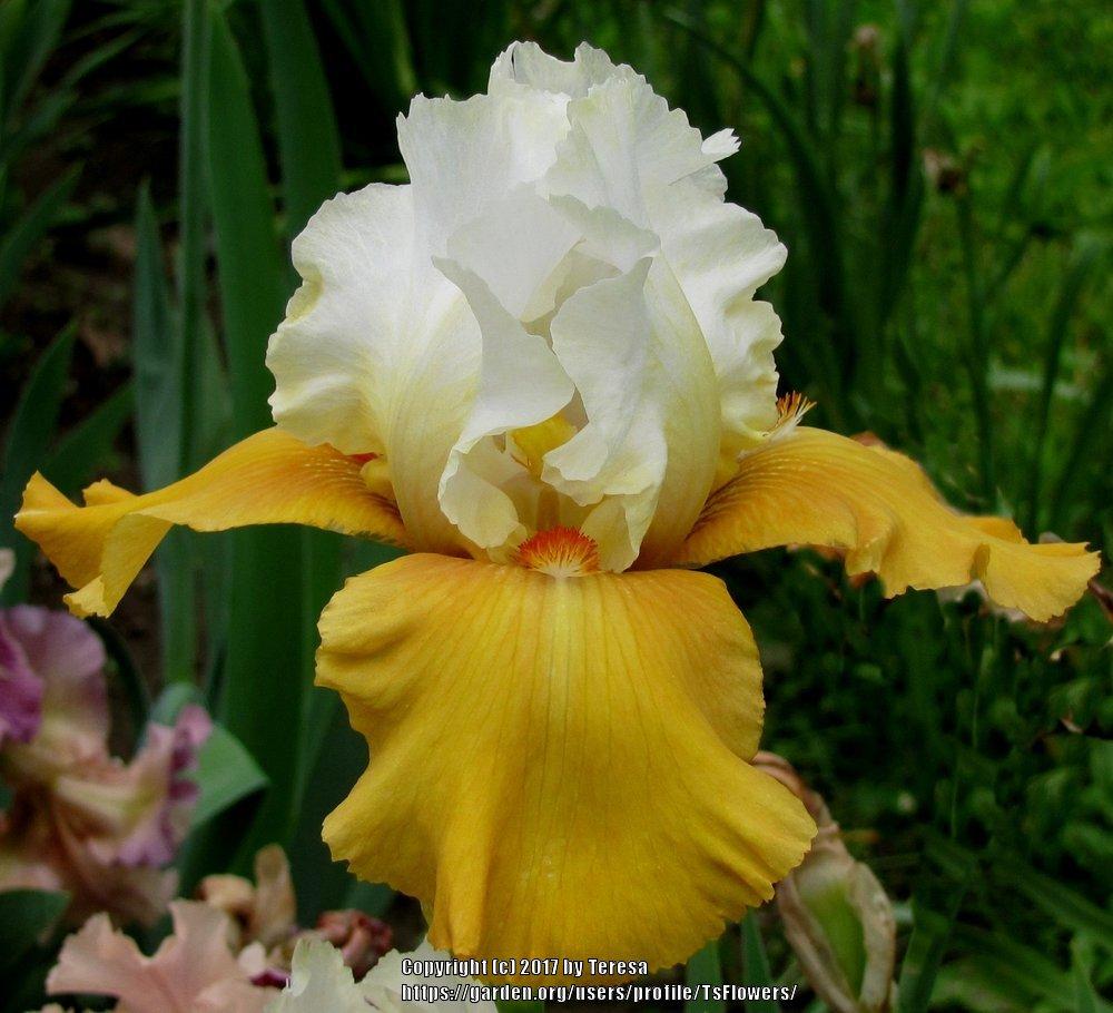 Photo of Tall Bearded Iris (Iris 'Yes') uploaded by TsFlowers