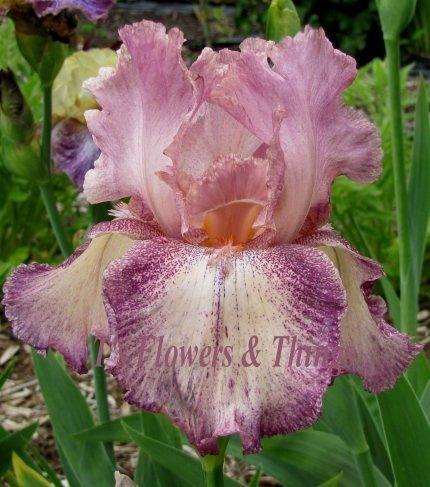 Photo of Tall Bearded Iris (Iris 'Rancho Rose') uploaded by TsFlowers