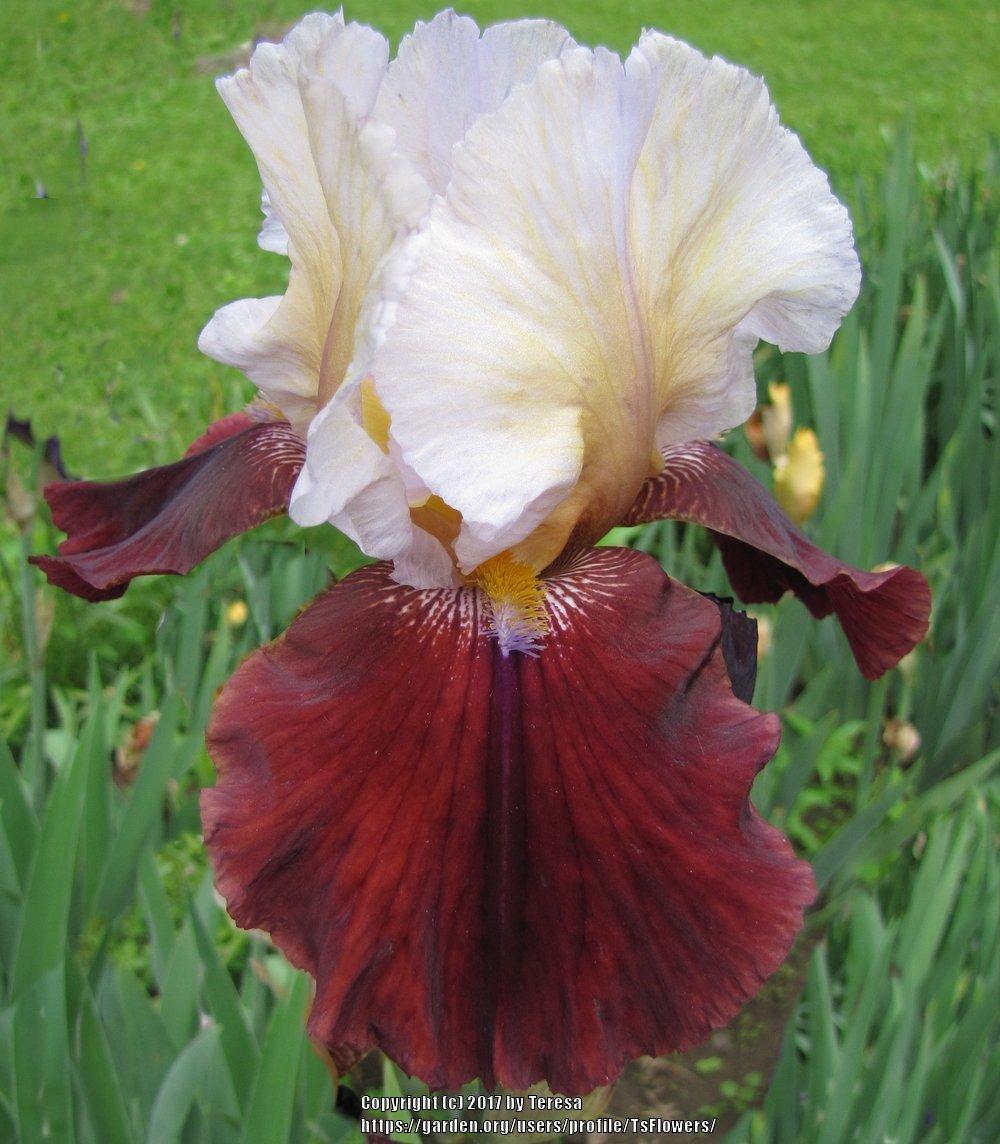 Photo of Tall Bearded Iris (Iris 'Lilac Wine') uploaded by TsFlowers