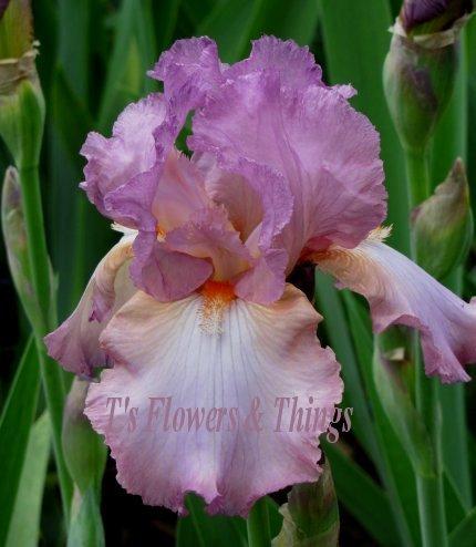 Photo of Tall Bearded Iris (Iris 'Painted Clouds') uploaded by TsFlowers