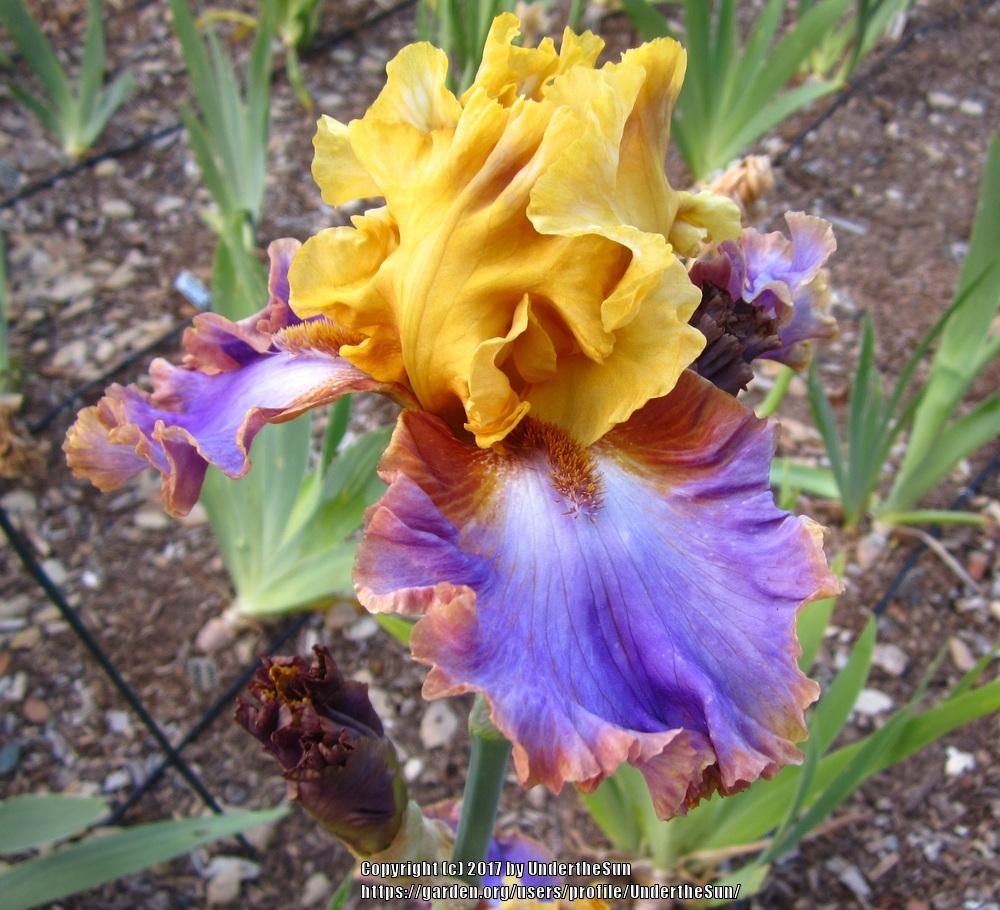 Photo of Tall Bearded Iris (Iris 'Men Are From Mars') uploaded by UndertheSun