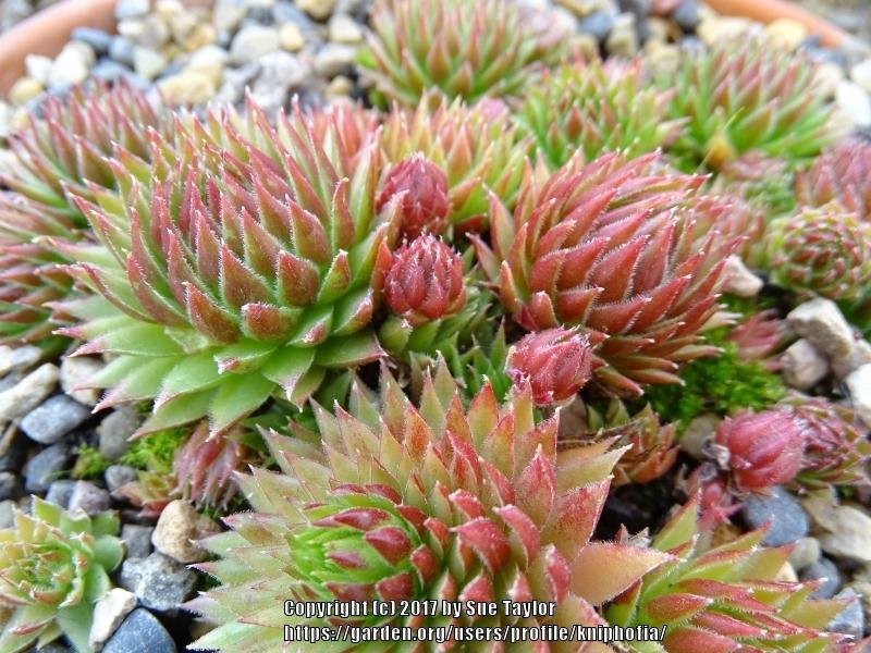 Photo of Rollers (Sempervivum globiferum 'Oki') uploaded by kniphofia