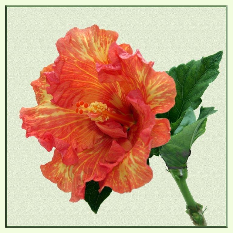 Photo of Tropical Hibiscus (Hibiscus rosa-sinensis 'Rosalind') uploaded by BarbandDave