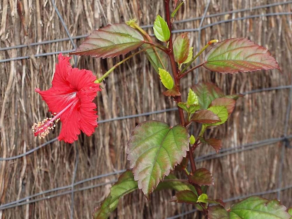 Photo of Tropical Hibiscus (Hibiscus rosa-sinensis 'Andersonii') uploaded by BarbandDave