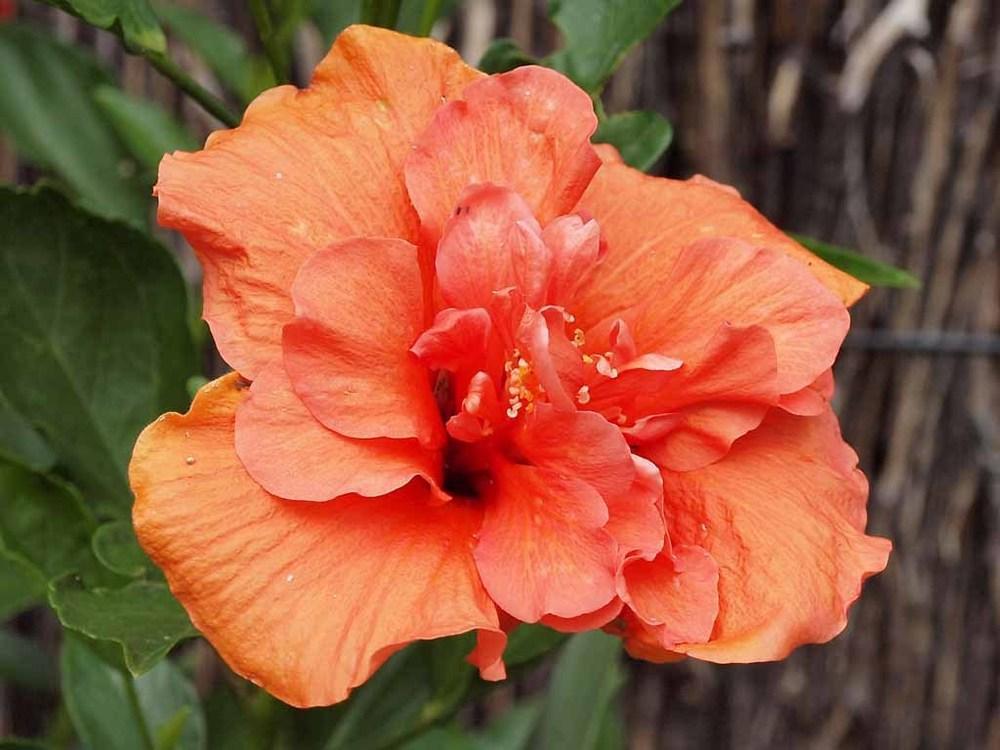 Photo of Tropical Hibiscus (Hibiscus rosa-sinensis 'Persimmon') uploaded by BarbandDave