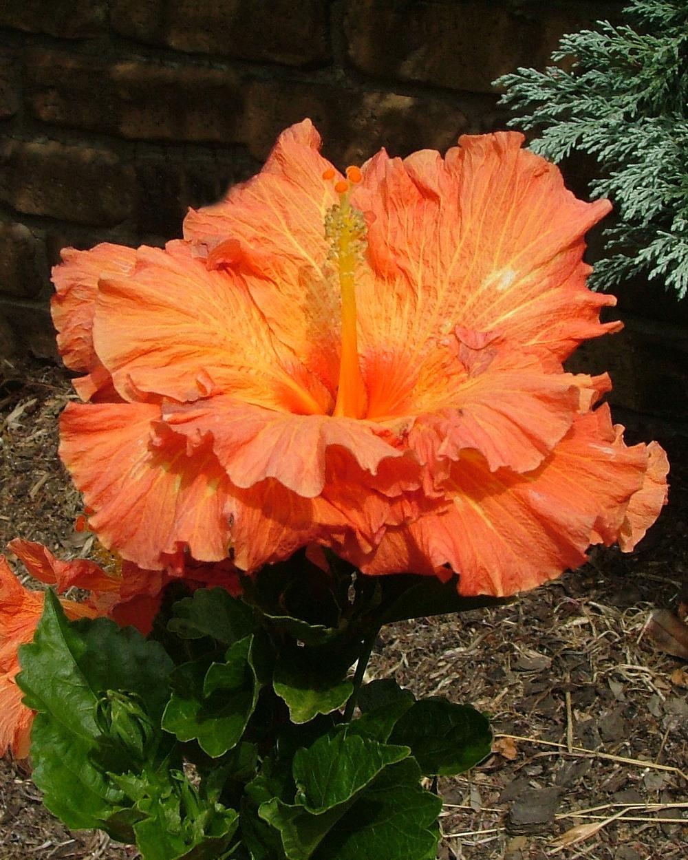 Photo of Tropical Hibiscus (Hibiscus rosa-sinensis 'Rosalind') uploaded by BarbandDave