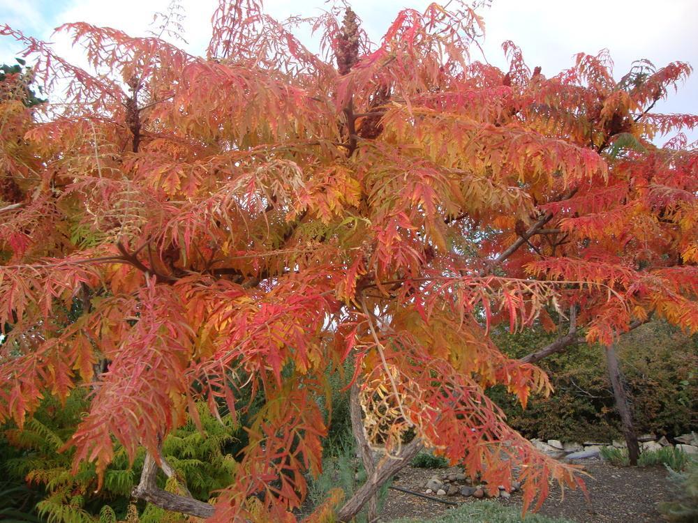 Photo of Staghorn Sumac (Rhus typhina) uploaded by Paul2032