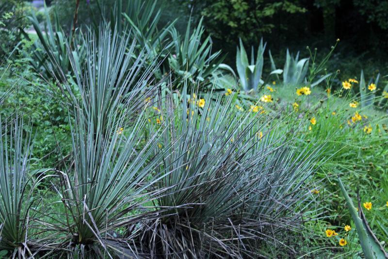 Photo of Soapweed (Yucca glauca) uploaded by RuuddeBlock